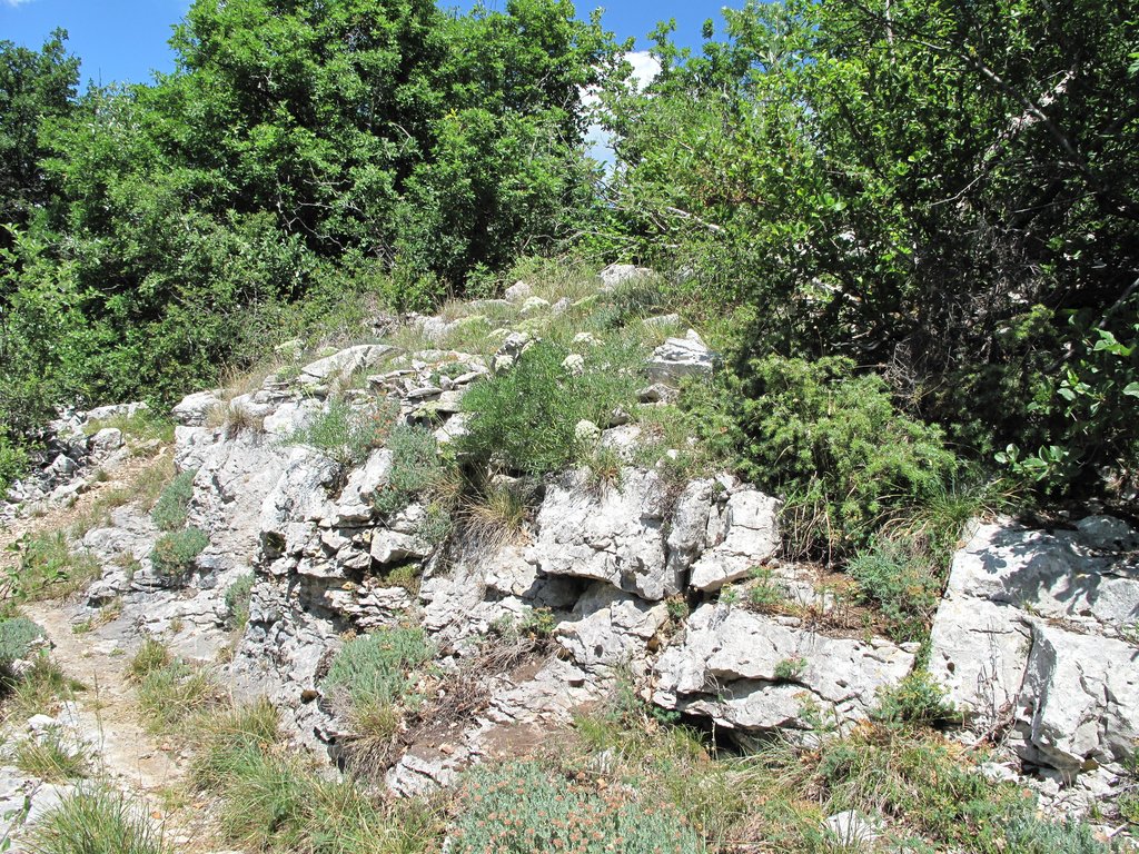 Laserpitium gallicum